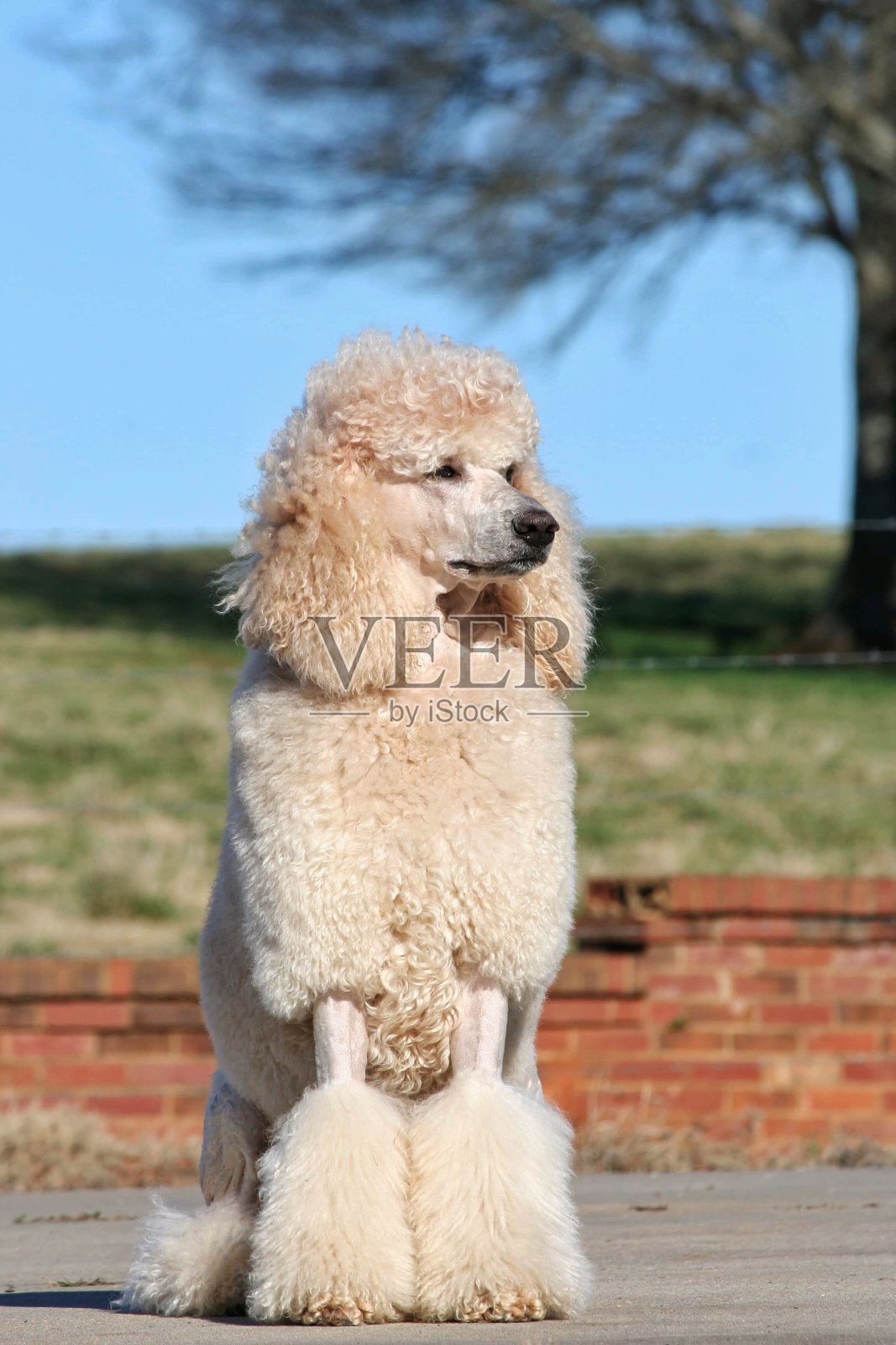 阿尔弗雷多照片摄影图片