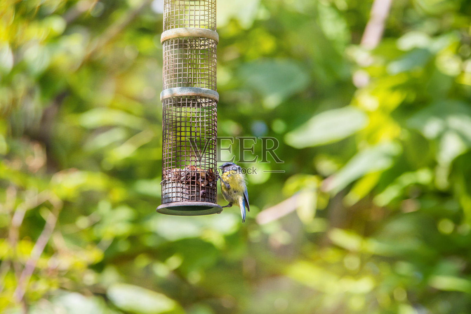 漂亮的蓝山雀栖息在花园里的喂食器上照片摄影图片