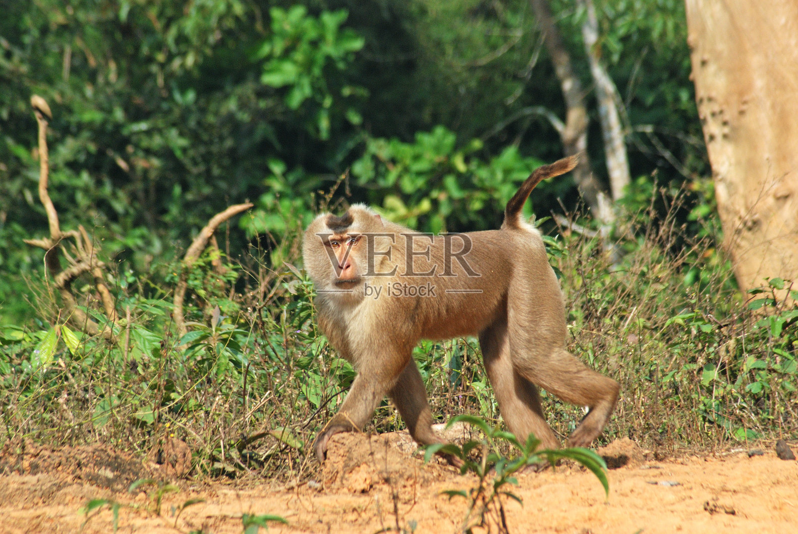 猪尾猕猴走路照片摄影图片