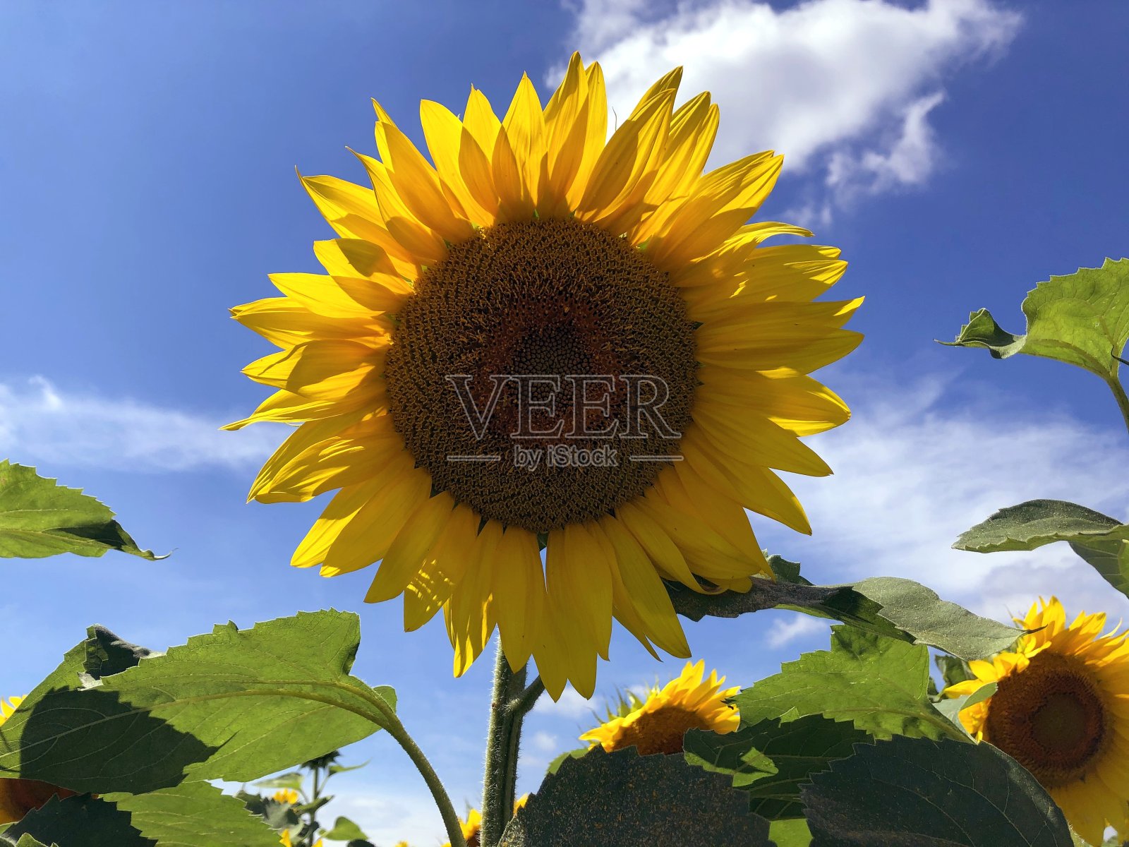 黄色向日葵附加向日葵，蓝天和云彩的背景照片摄影图片