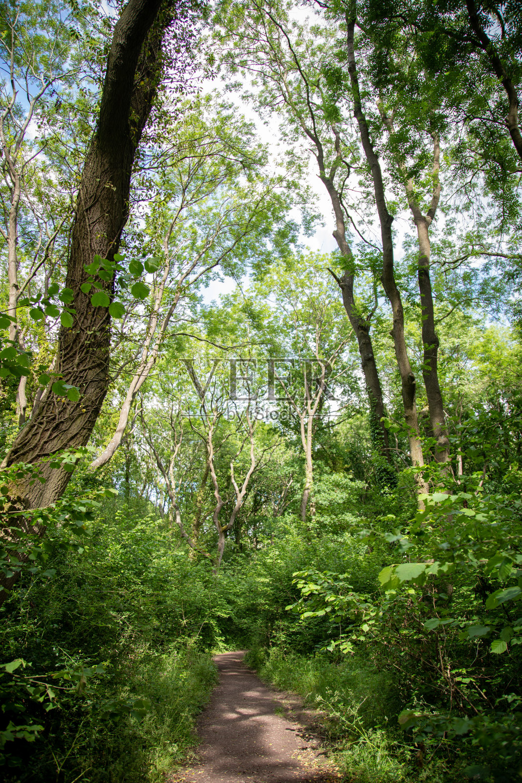 林地走照片摄影图片