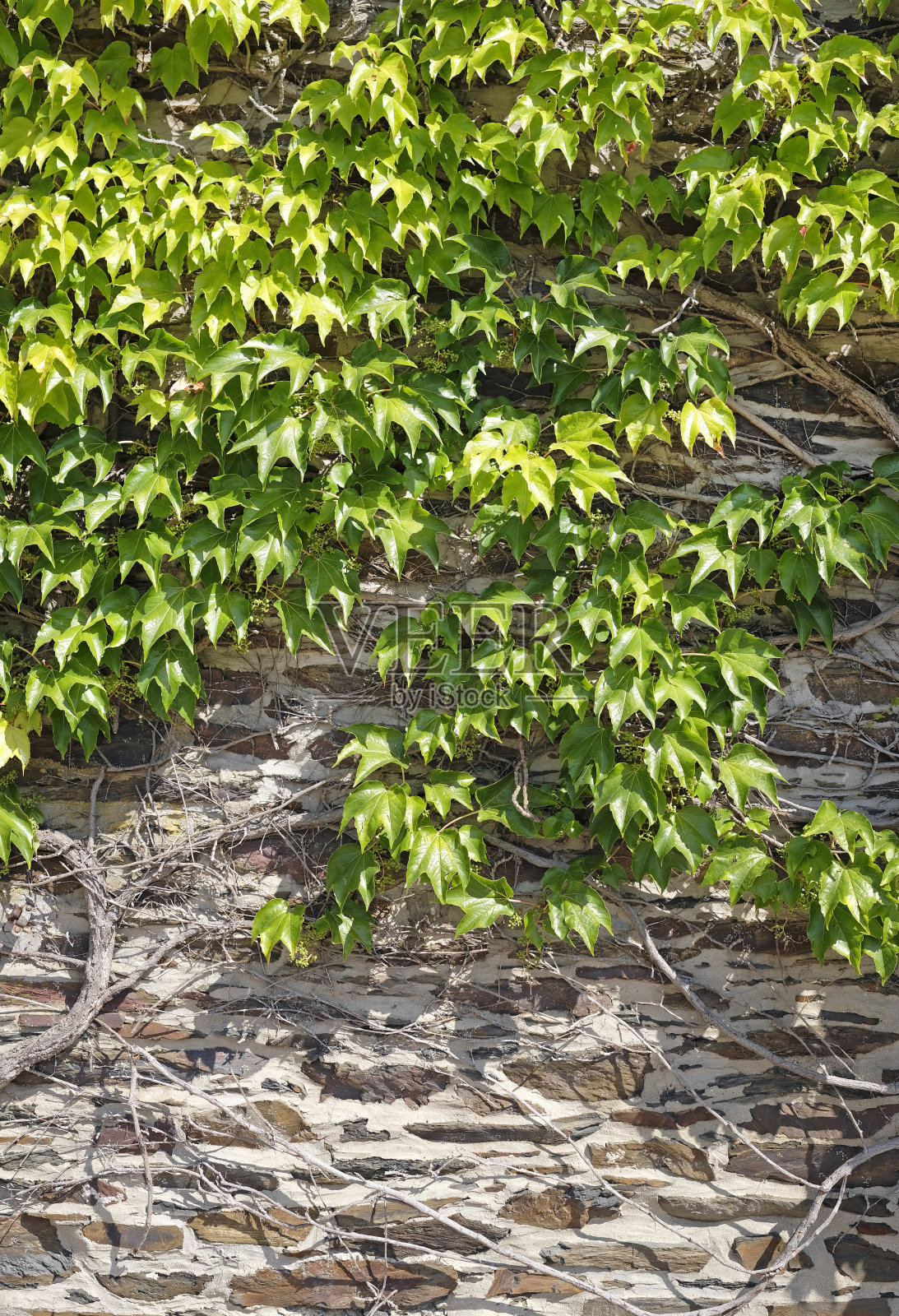 长满常青藤的墙照片摄影图片