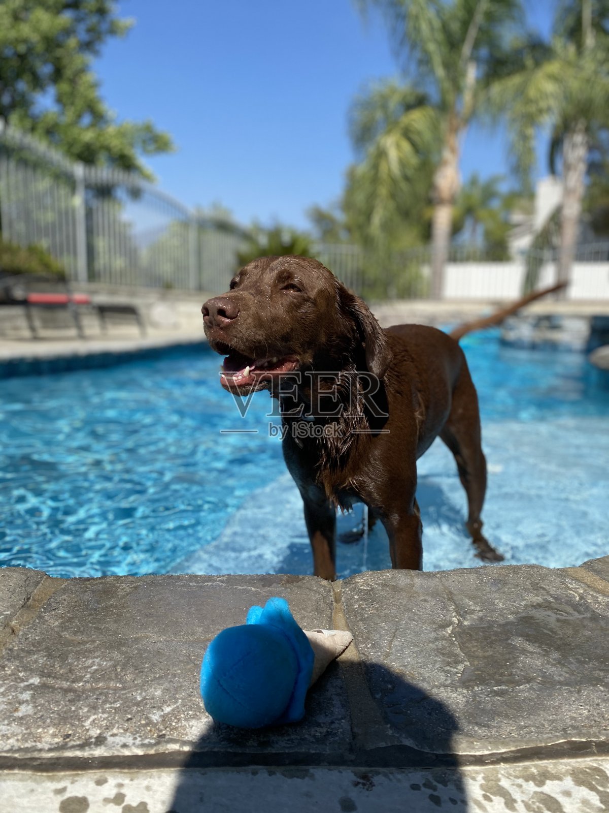 狗在游泳池照片摄影图片