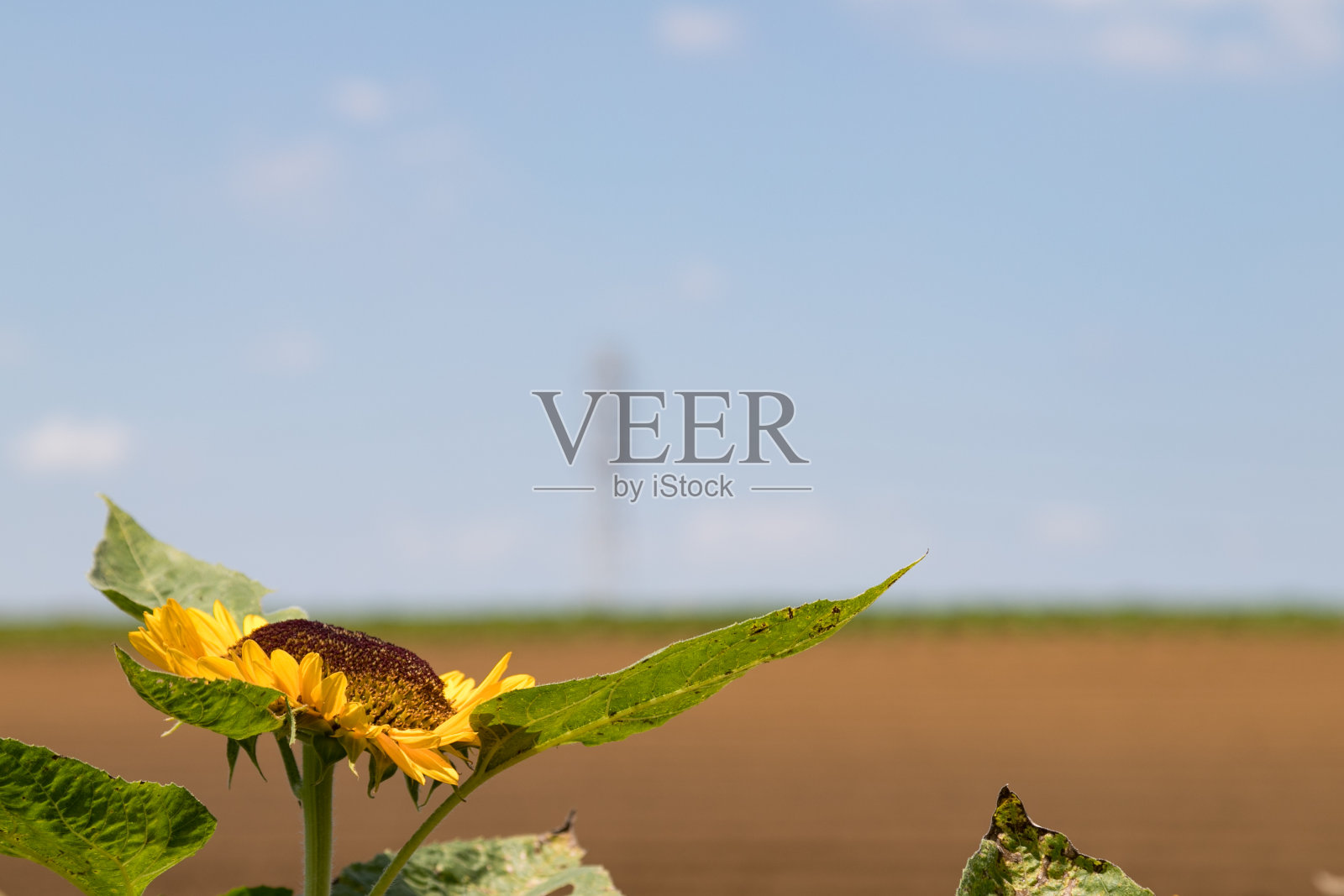 向日葵和田野，地平线和夏天的天空，船桥，千叶，日本照片摄影图片