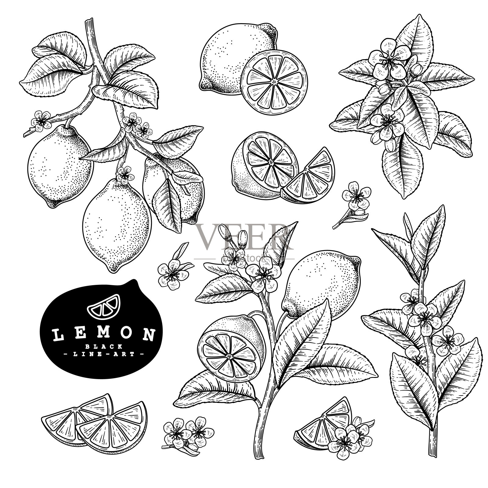 矢量素描柑橘水果装饰集。柠檬。手绘植物图。黑色和白色与线条艺术孤立在白色背景。水果图纸。复古风格的元素。插画图片素材