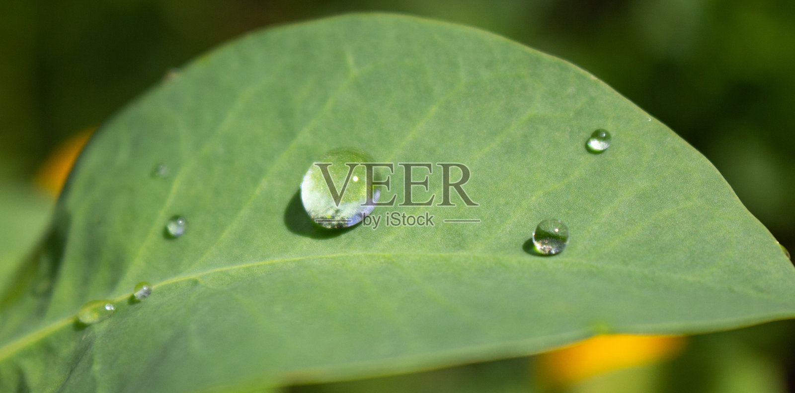 雨点落在花园里新鲜的绿叶上。照片摄影图片