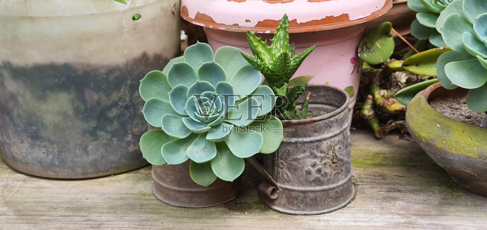 没有花照片摄影图片