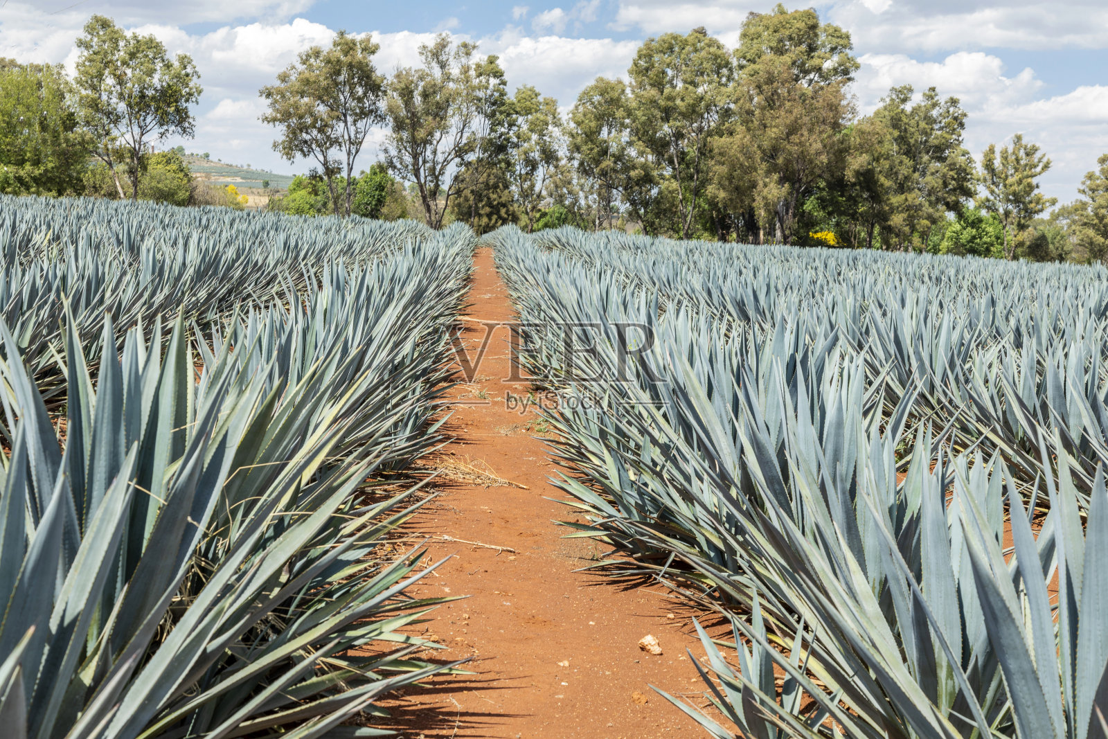 景观龙舌兰植物生产龙舌兰酒。墨西哥。照片摄影图片