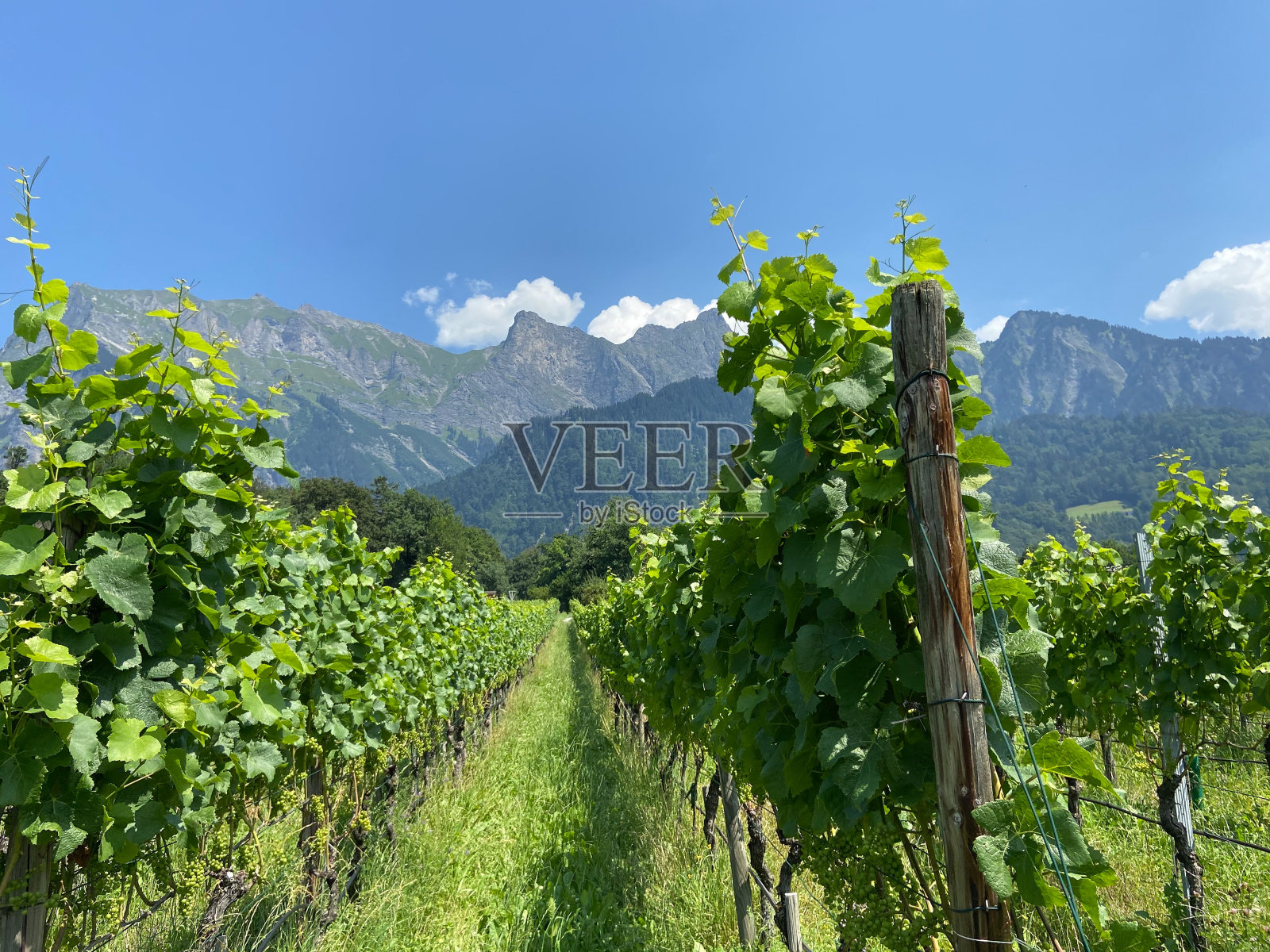 高山山前的葡萄园照片摄影图片