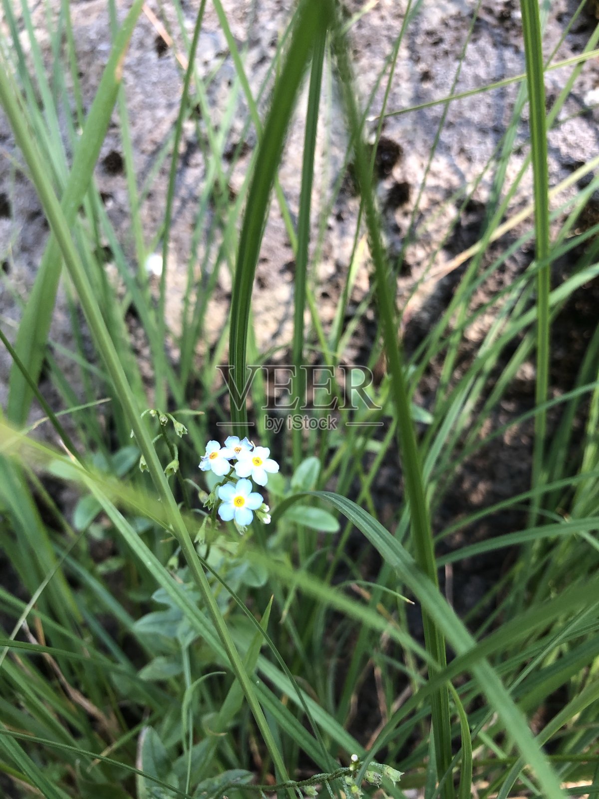 小蓝花照片摄影图片