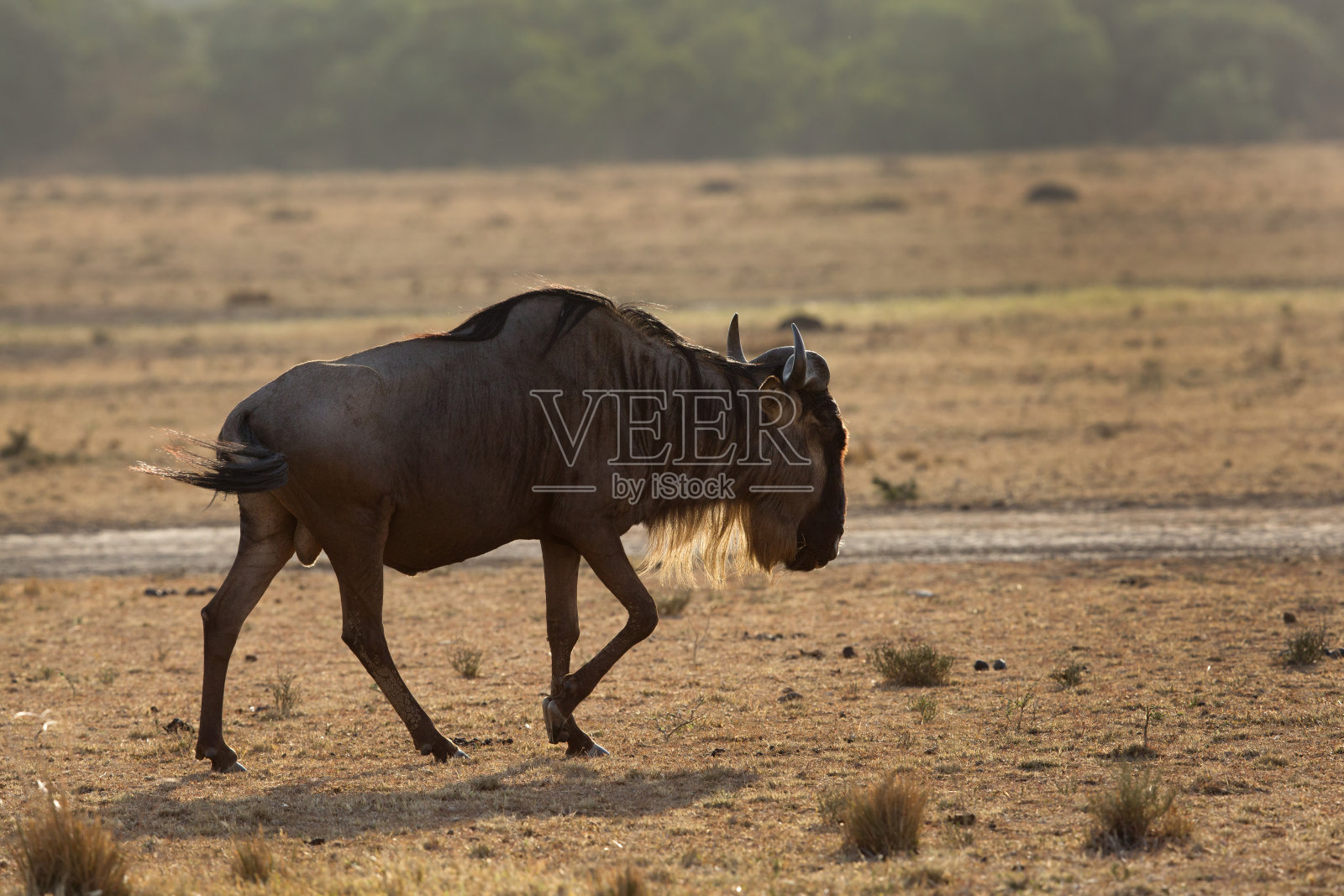 角马照片摄影图片