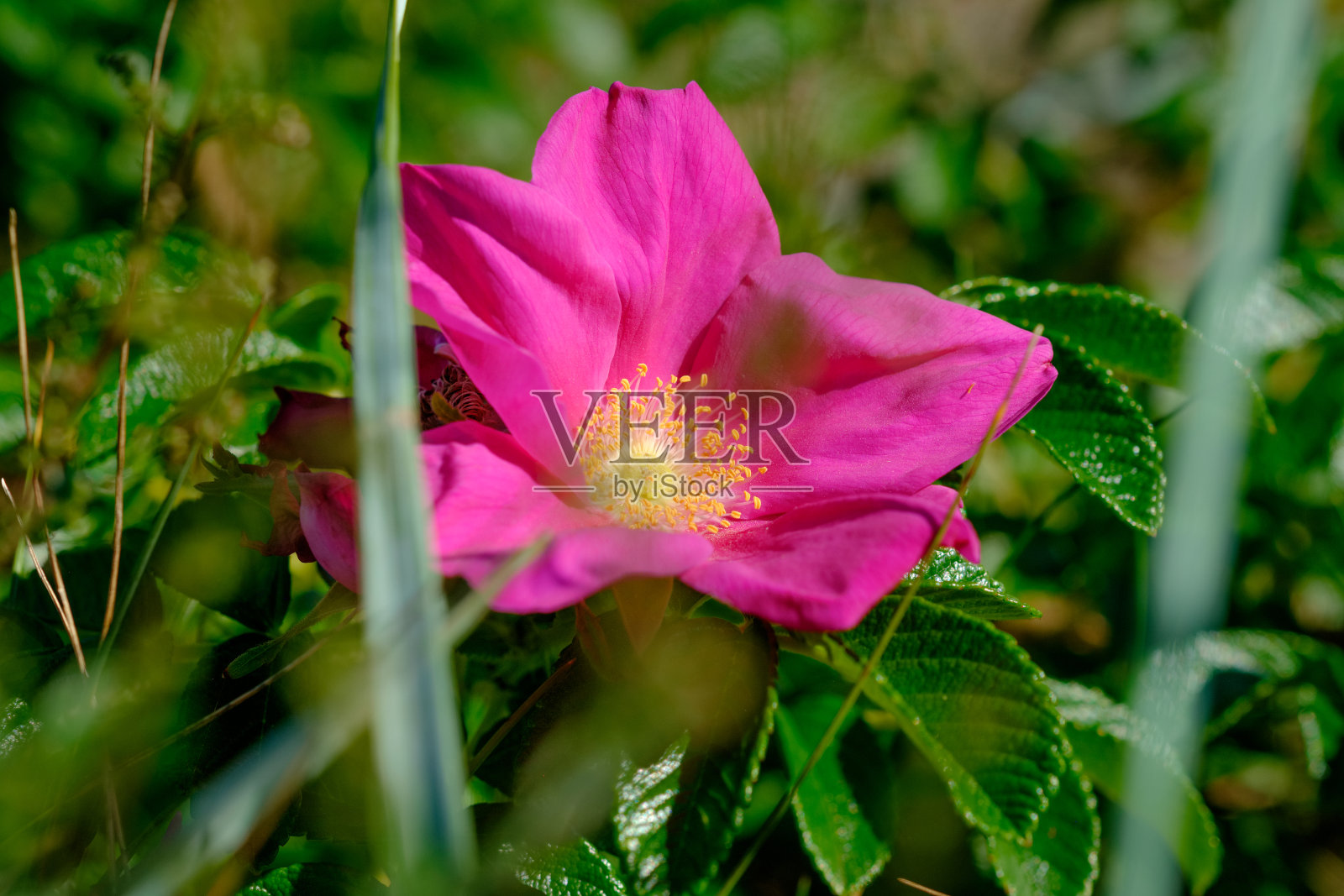 皱巴巴的玫瑰，花照片摄影图片