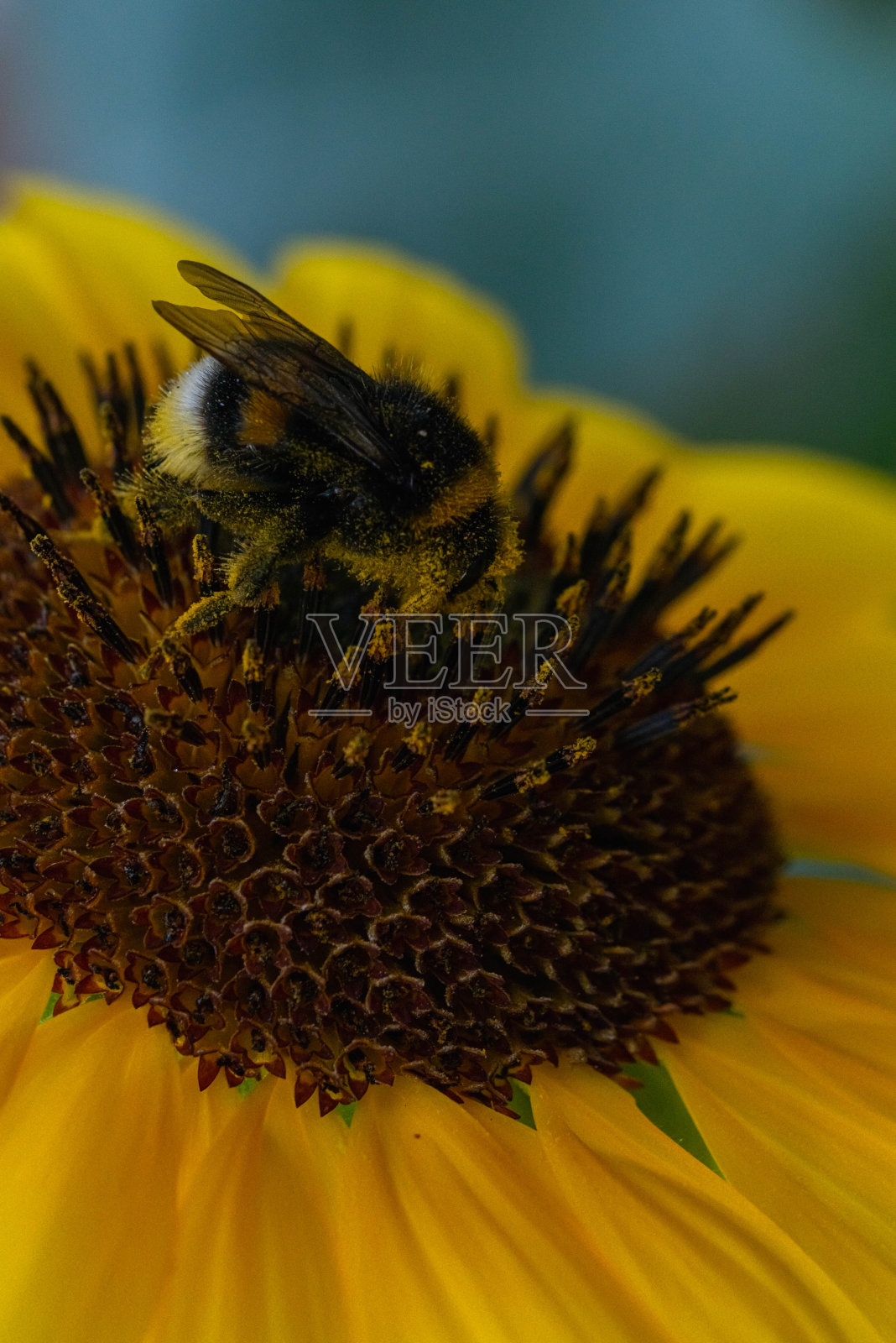 蜜蜂采集花粉的特写镜头。向日葵和蜜蜂在草地上。蜜蜂在花粉里。宏照片摄影图片