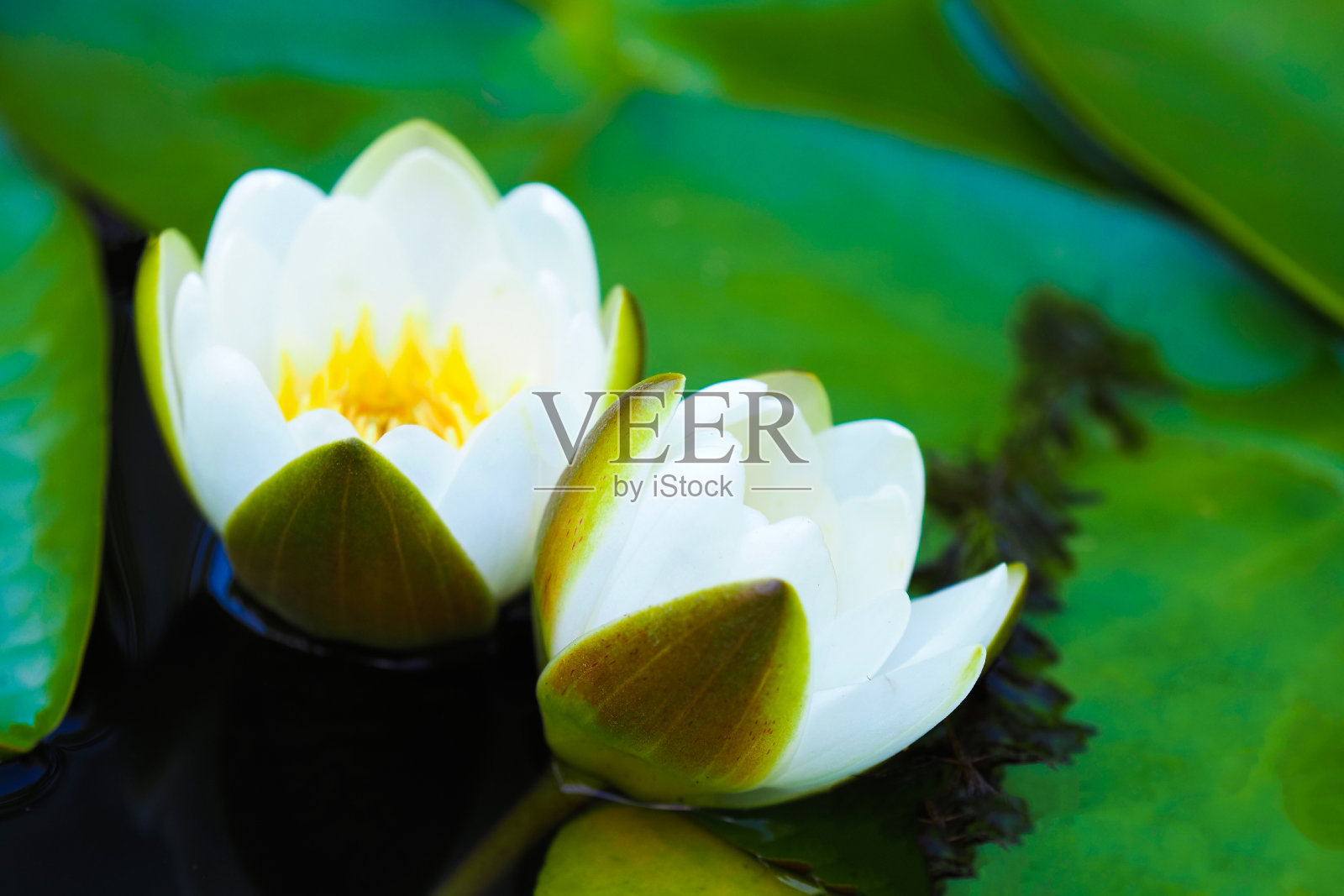 白色的睡莲湖。睡莲或睡莲的特写照片摄影图片