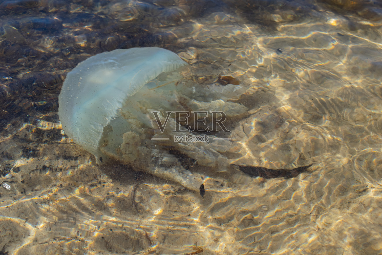 全景，水下巨大的水母和海沙为背景照片摄影图片