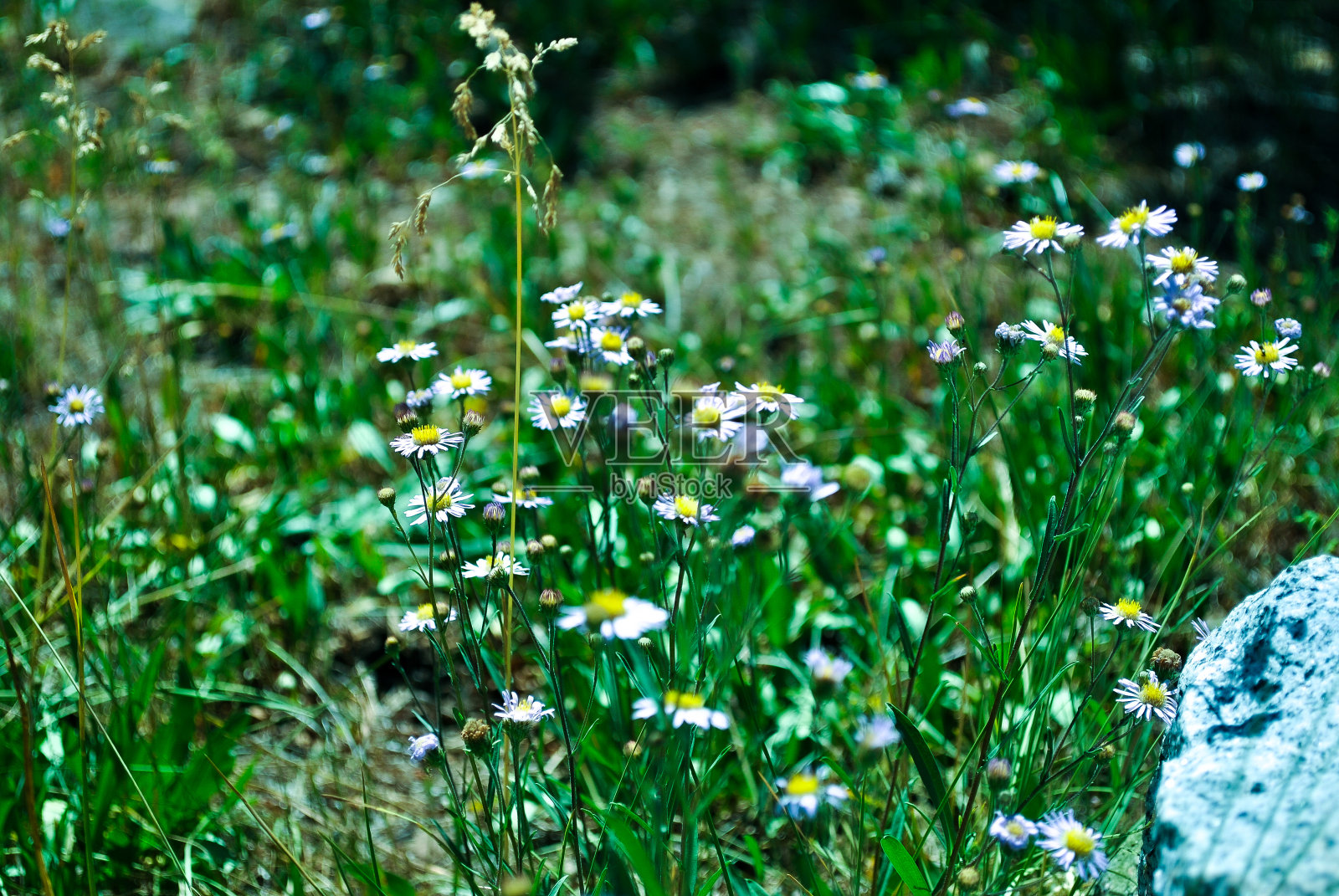 Sagehen的Meadow Flowers照片摄影图片