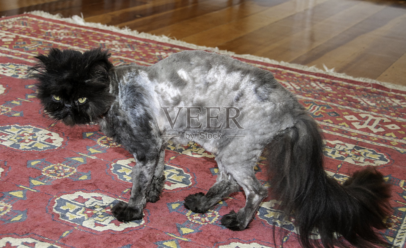 纯种波斯猫照片摄影图片