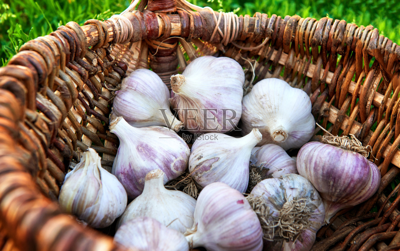 把蒜头放在柳条篮子里。照片摄影图片