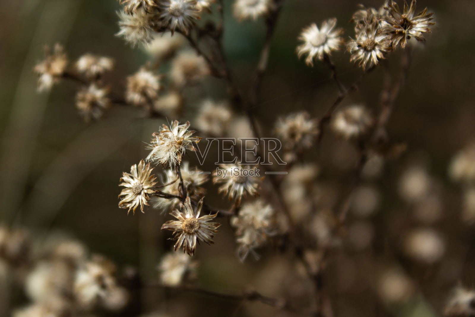 植物照片摄影图片