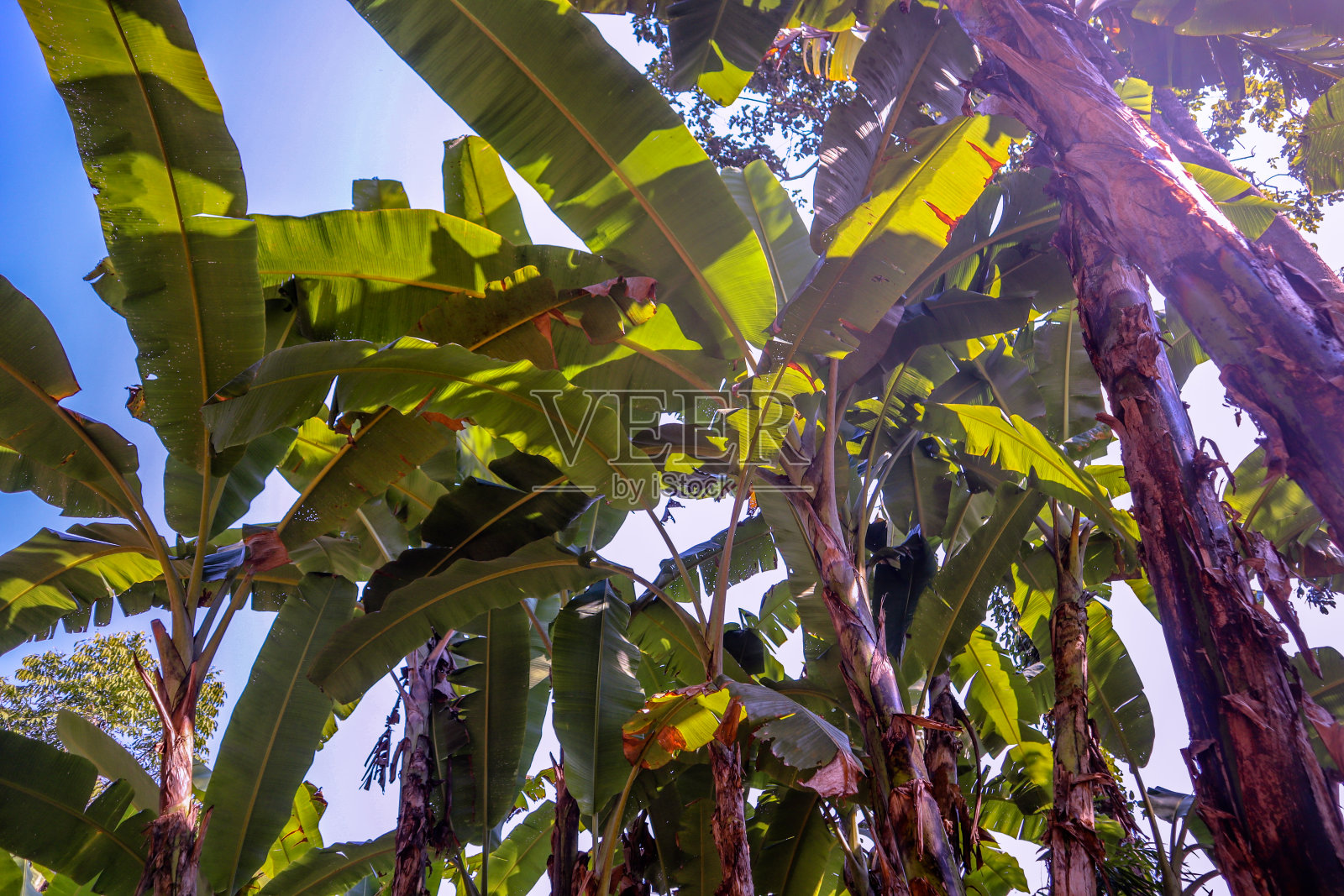 一片长着老棕榈树的公园地带照片摄影图片