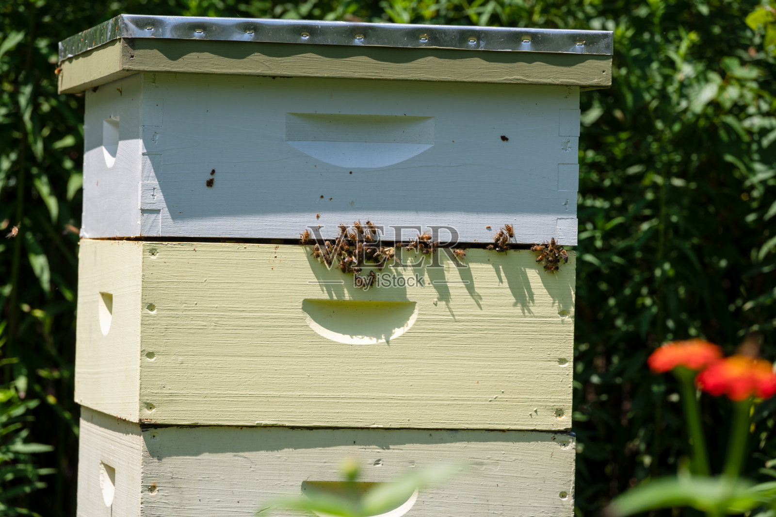花园里五颜六色的蜂箱照片摄影图片