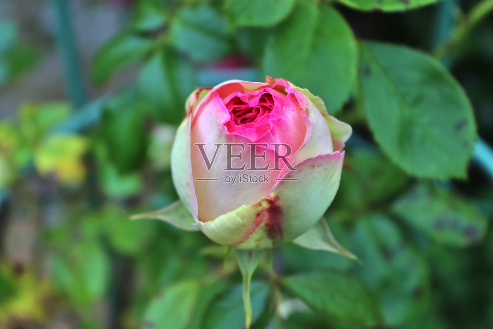 俯视图的黄色和橙色玫瑰花在一个玫瑰花园与一个柔和的焦点背景照片摄影图片