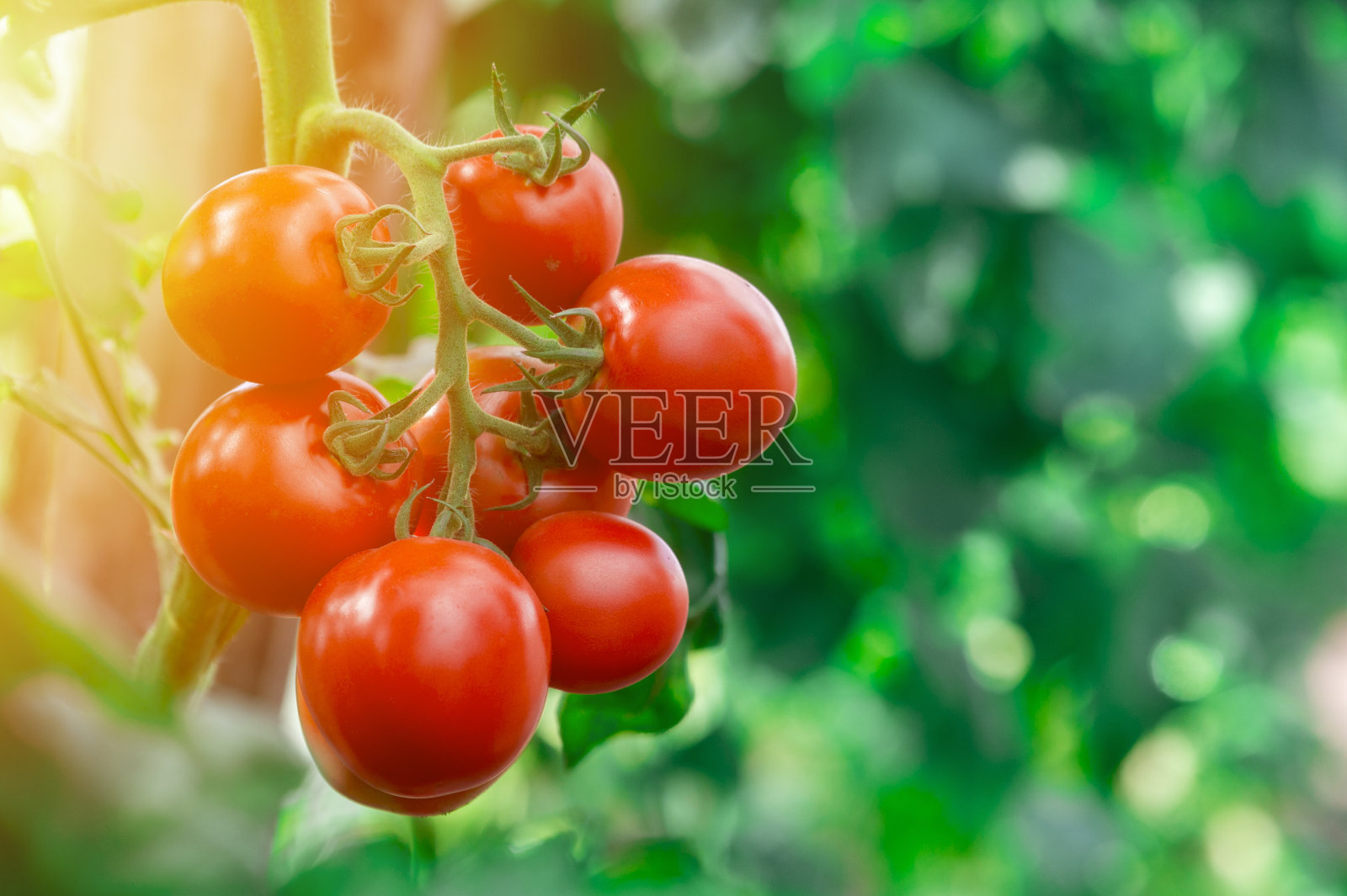 大棚内成熟番茄簇。有机农场秋收蔬菜。照片摄影图片
