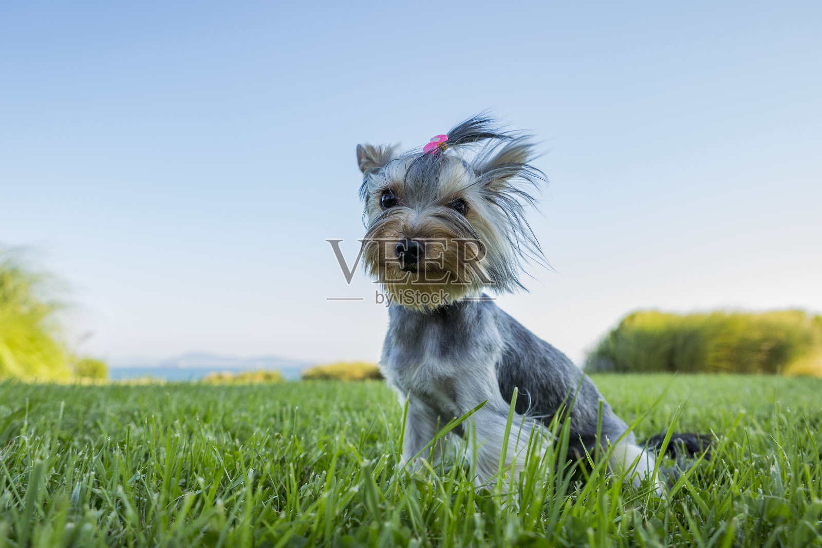 美丽的小狗站在大海背景下的绿草地上。约克夏，发型漂亮的小狗。照片摄影图片