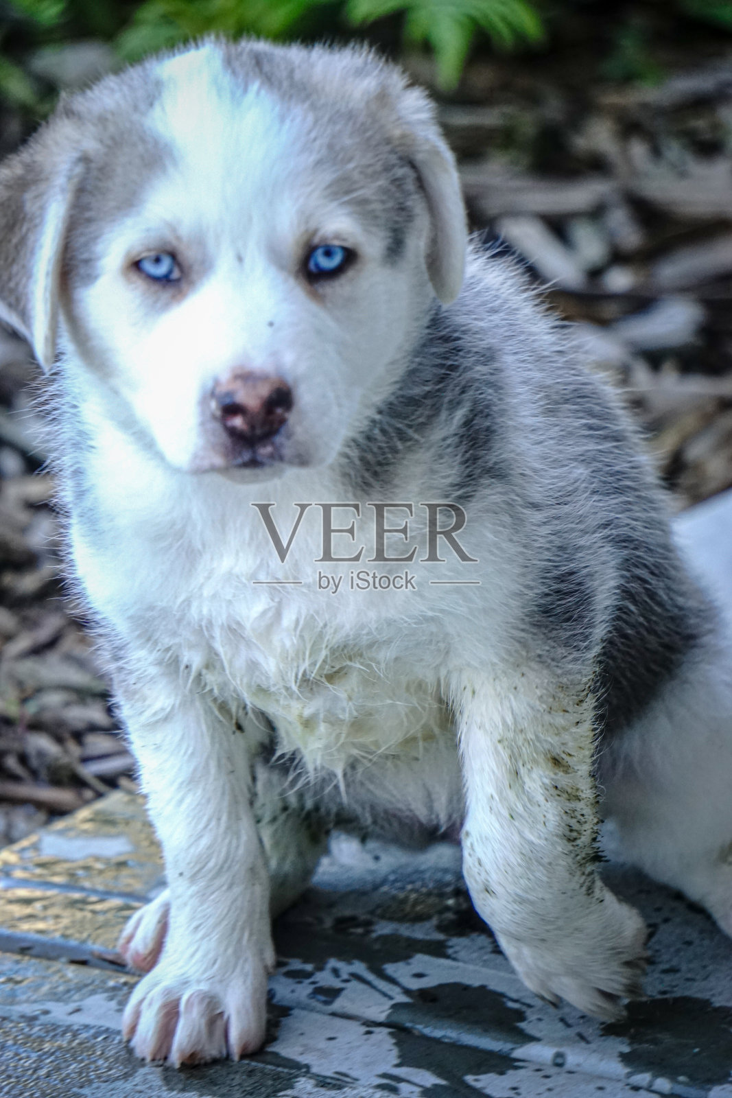 可爱的哈士奇狗与蓝色的眼睛照片摄影图片