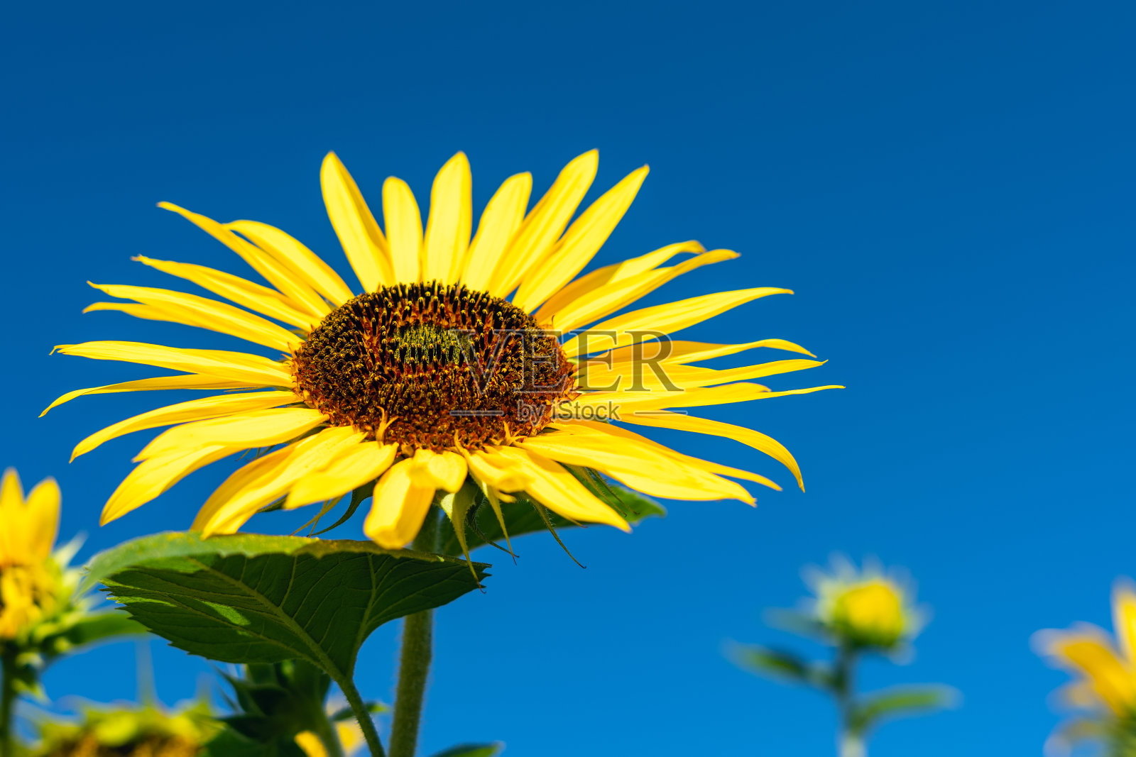 明亮的黄色向日葵花在一片蓝天的映衬下照片摄影图片