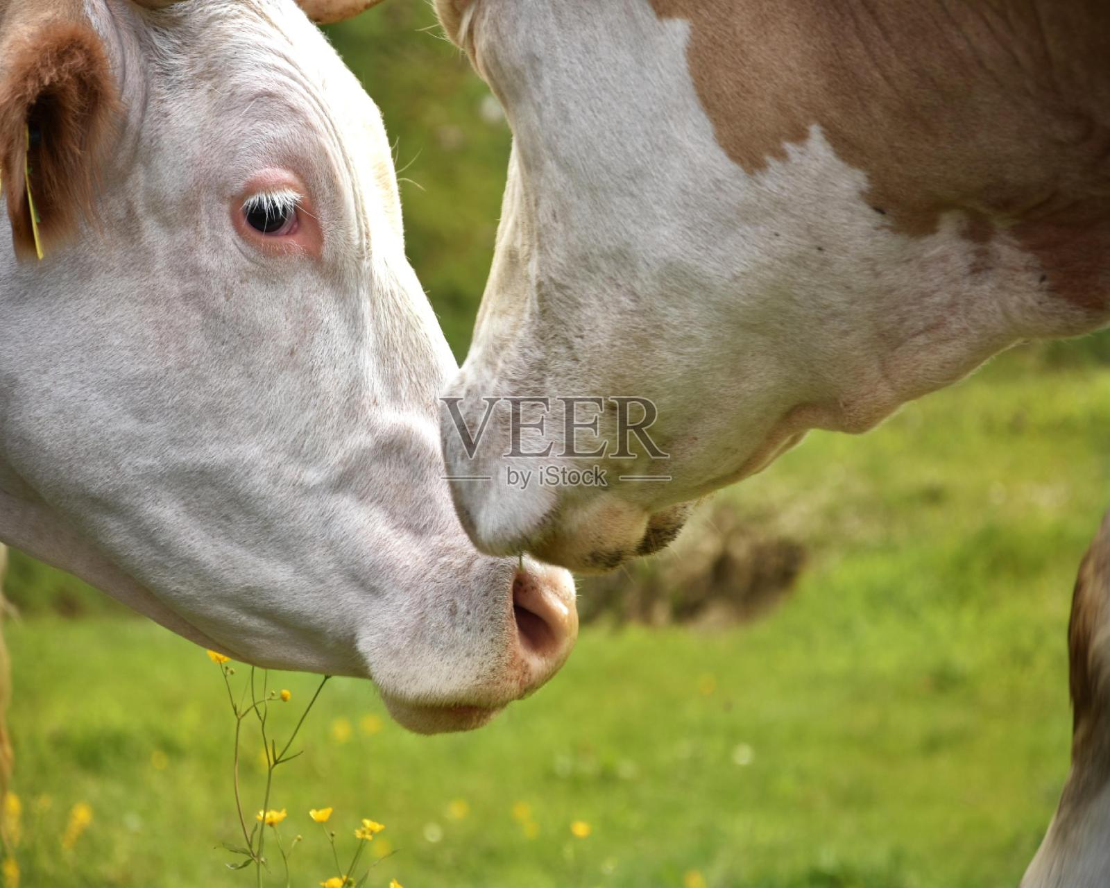 牛在爱照片摄影图片