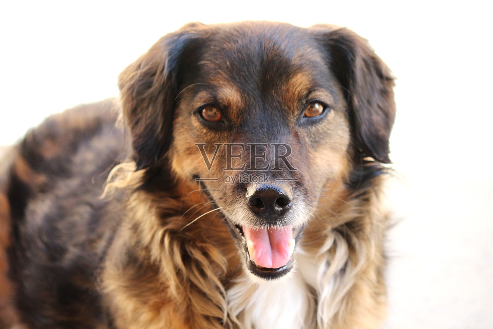 卡乔罗-卡尼斯狼疮熟悉照片摄影图片