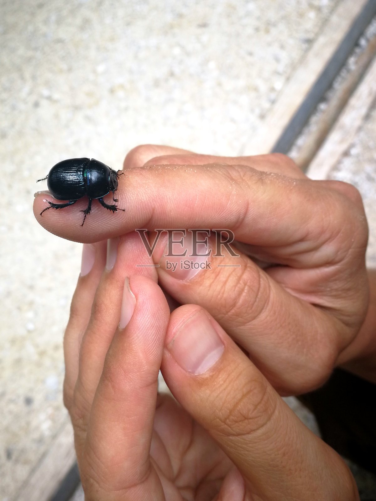 大黑屎壳郎近距离拍摄，德国照片摄影图片