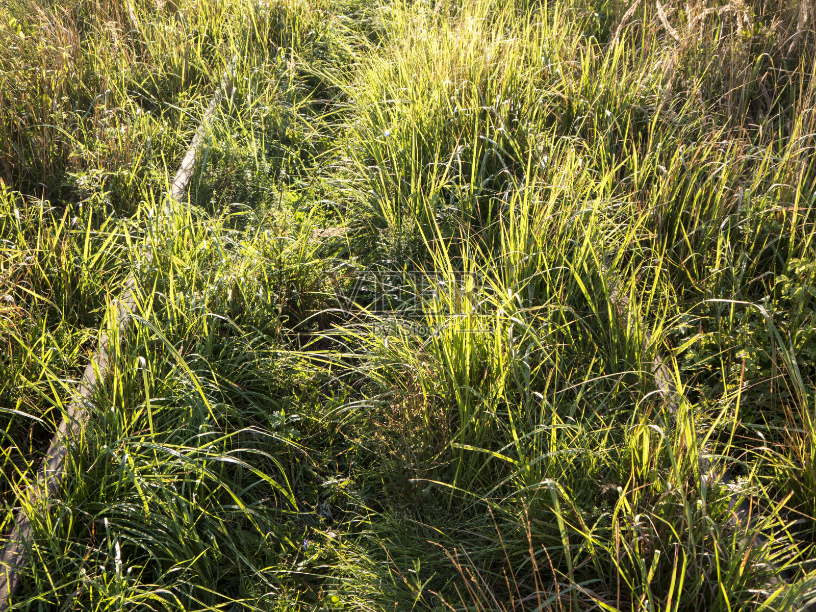 旧生锈的铁路轨道在草顶视图照片摄影图片