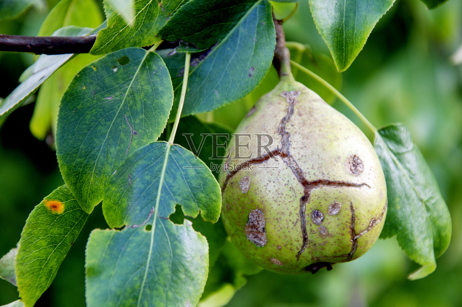 花园里生病的梨树。腐烂的绿梨果近景宏观概念。照片摄影图片