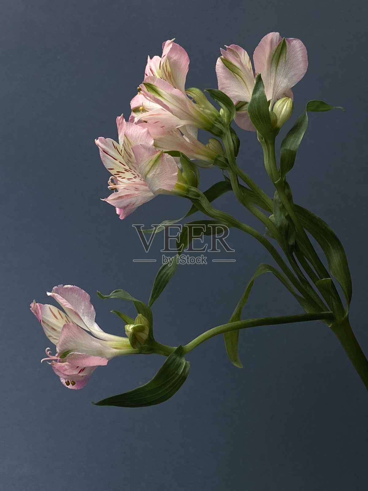 花照片摄影图片