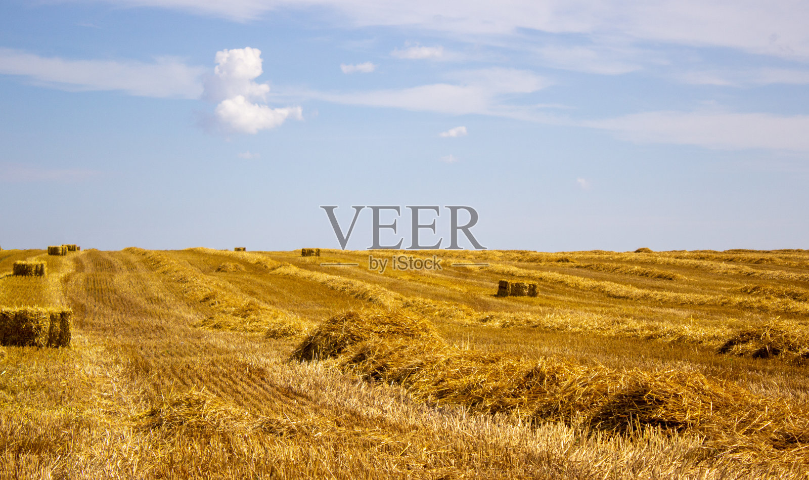 秸秆卷捆，背景为麦田、光伏板和蓝天。要,食物。照片摄影图片