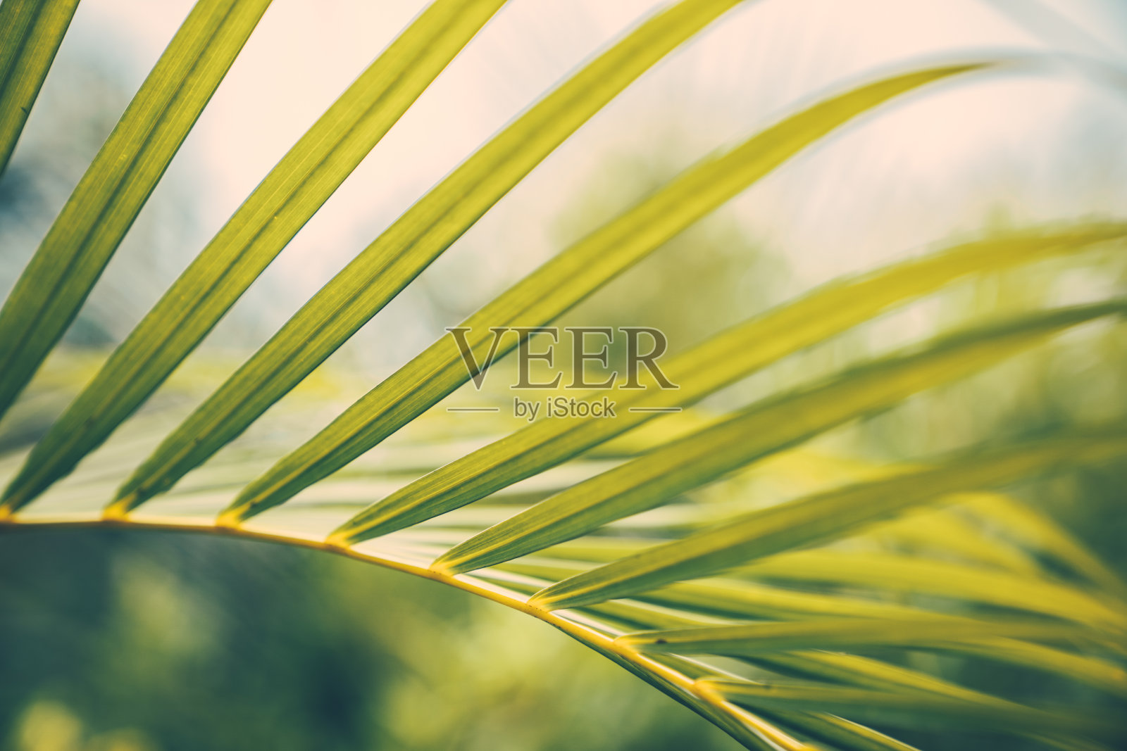 棕榈树叶。热带树木的背景照片摄影图片