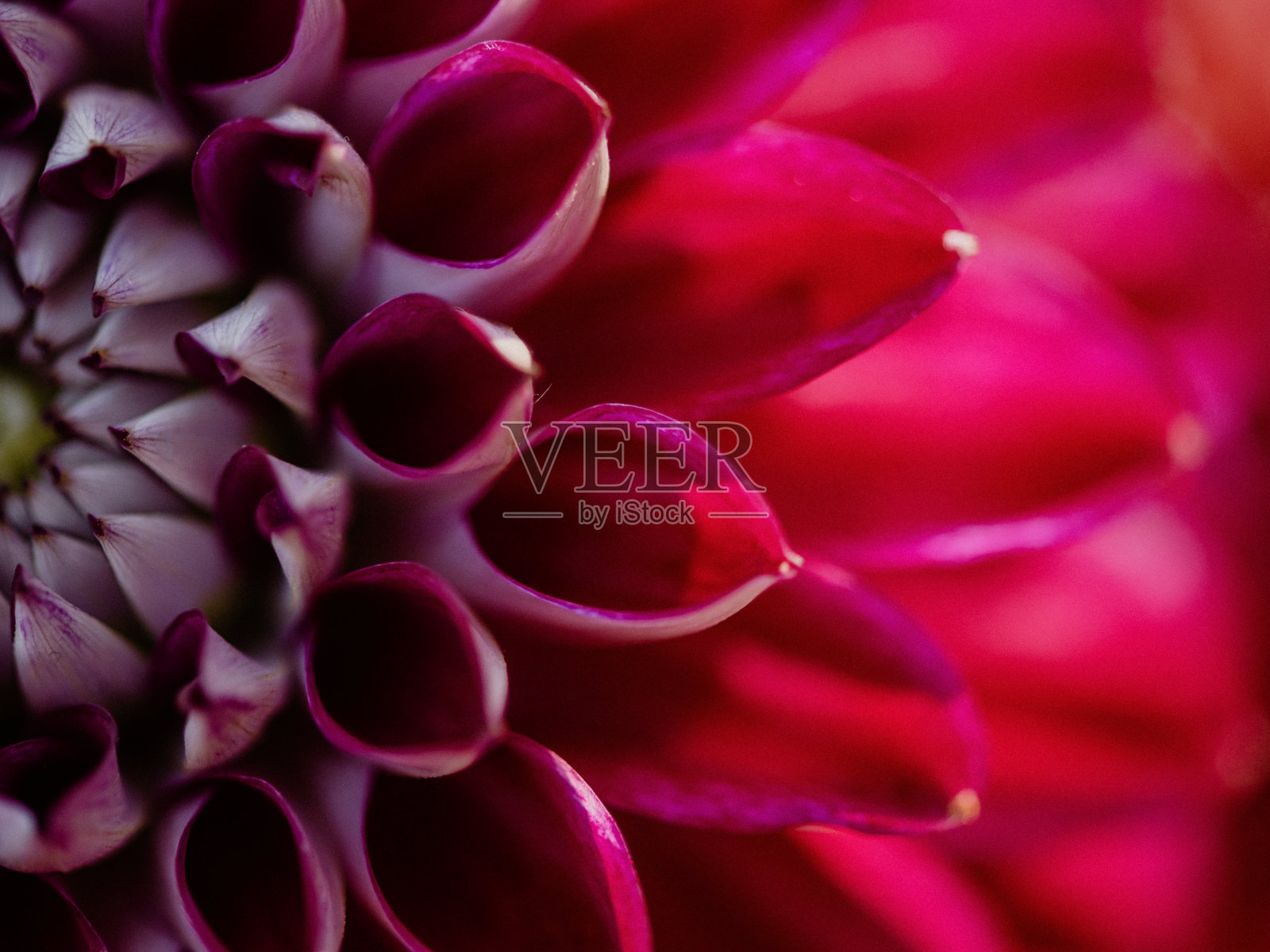 大丽花花束特写 在夏日阳光下照片摄影图片