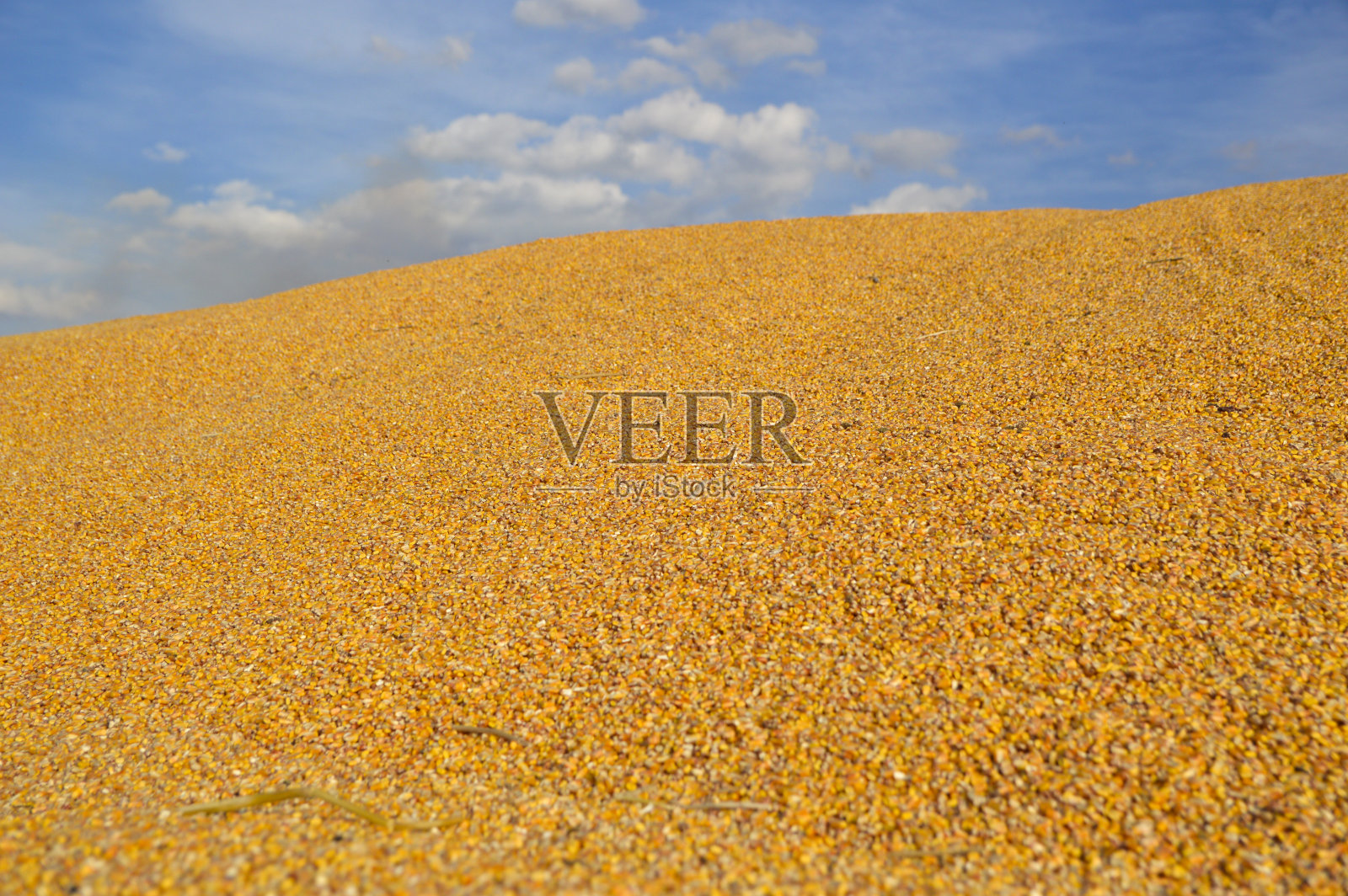 一大堆成熟的玉米种子，蓝天白云照片摄影图片