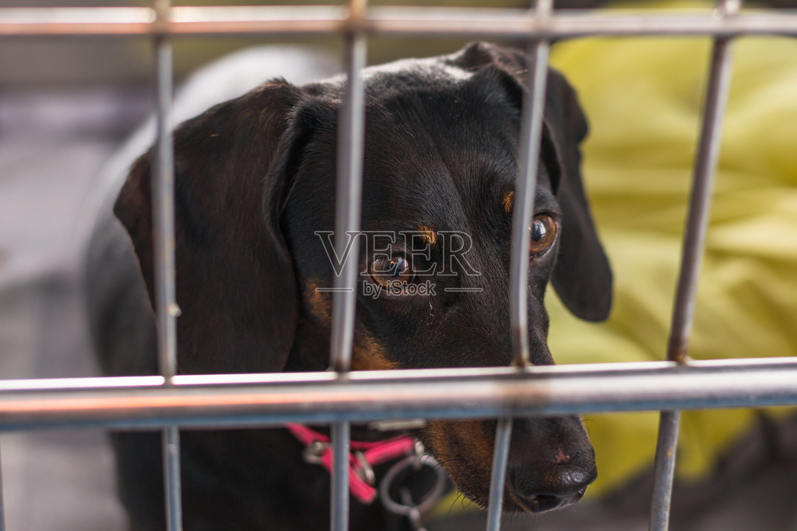 腊肠犬在诊所的金属笼子里繁殖照片摄影图片