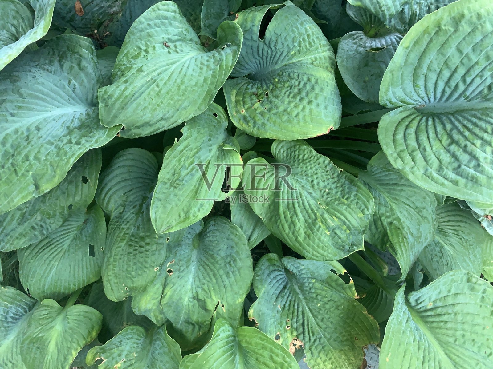 玉簪植物自然状况照片摄影图片