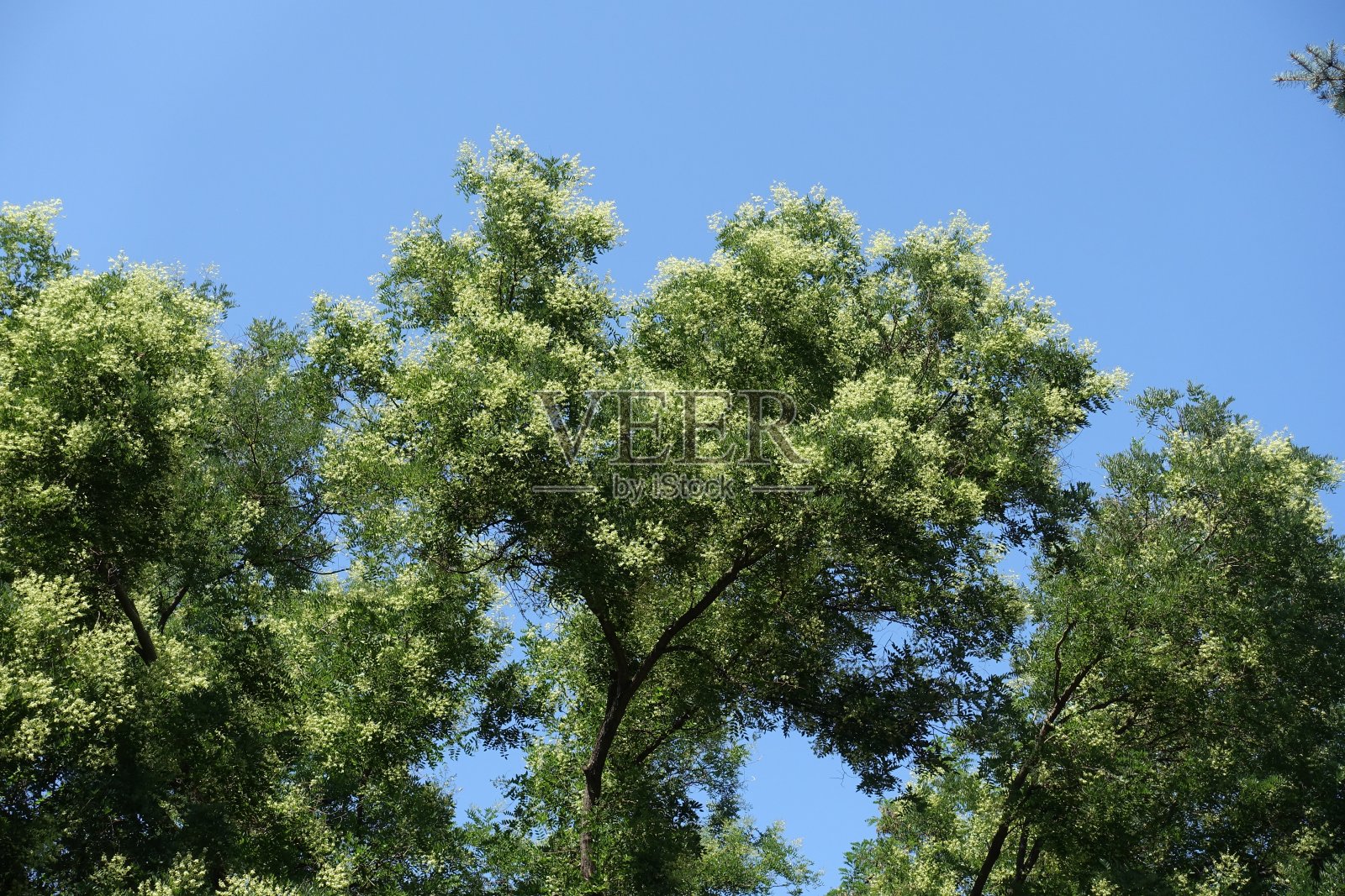 7月蓝天下槐树的花枝照片摄影图片