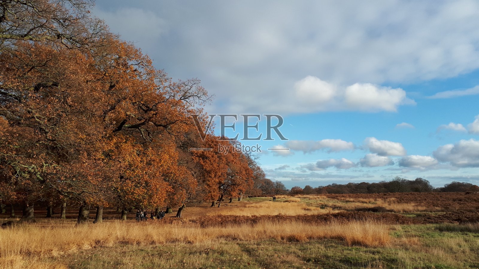 英国伦敦的里士满公园照片摄影图片