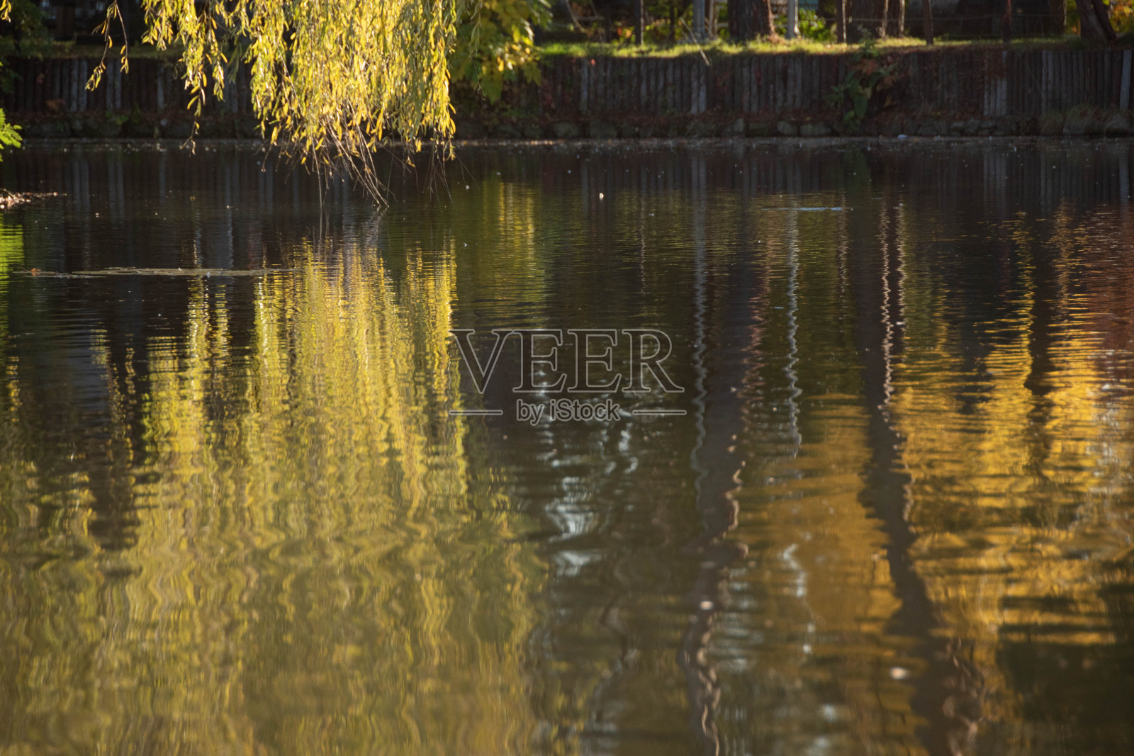 秋天的柳叶倒映在水面上照片摄影图片