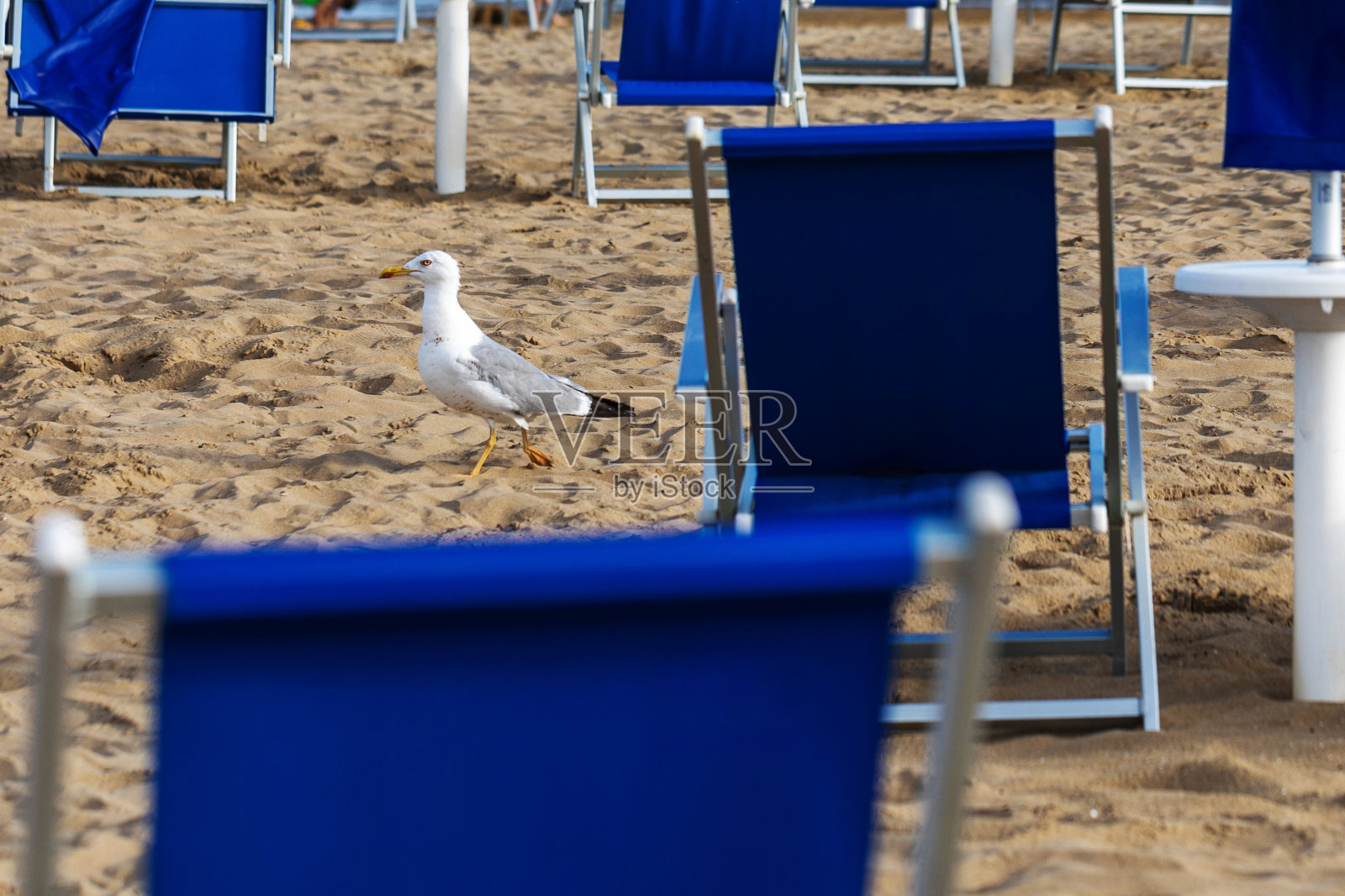 意大利，威尼托，比比奥内，夏日海滩上的海鸥照片摄影图片