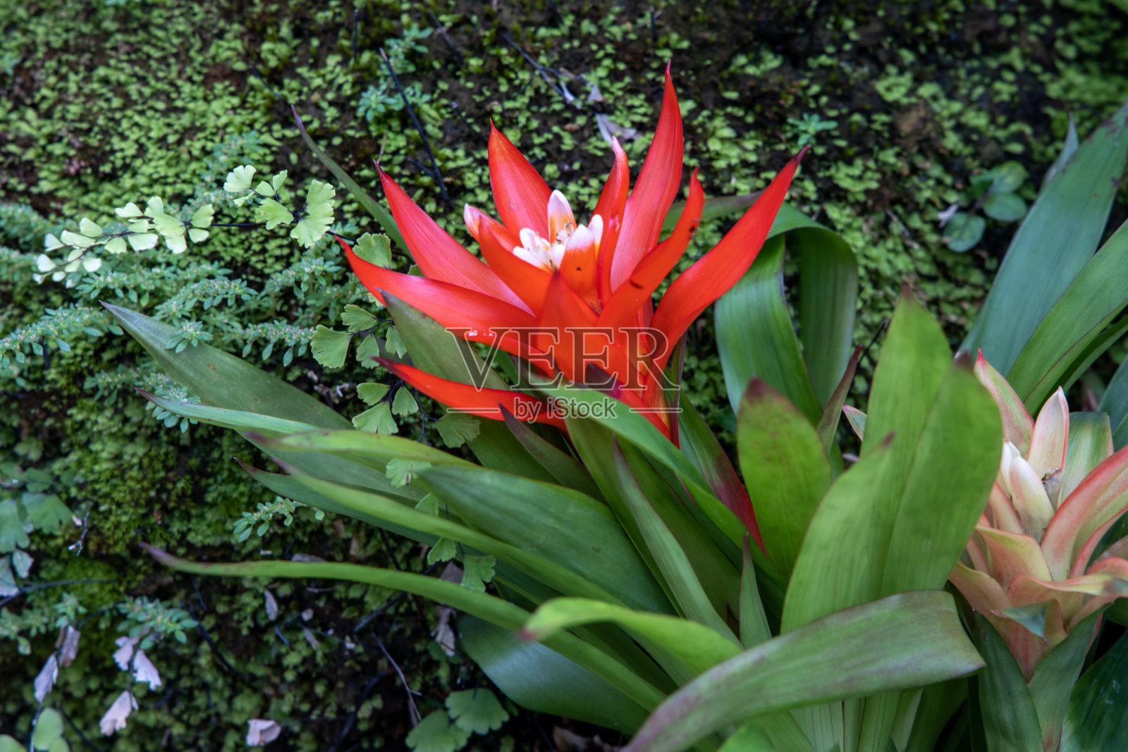一个盛开的红色花朵的凤梨与绿色的长叶子和绿色蕨类植物的背景特写。照片摄影图片