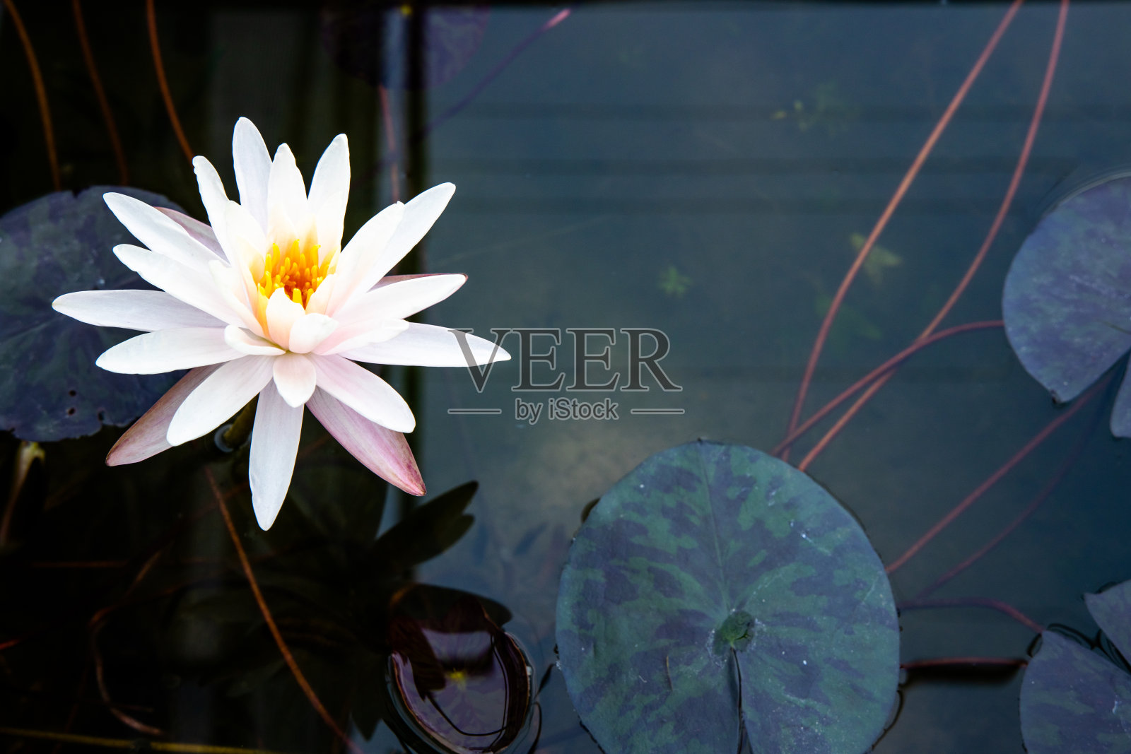 睡莲:星形的、白桃色的花，深绿色的荷叶漂浮在池塘的水面上。照片摄影图片