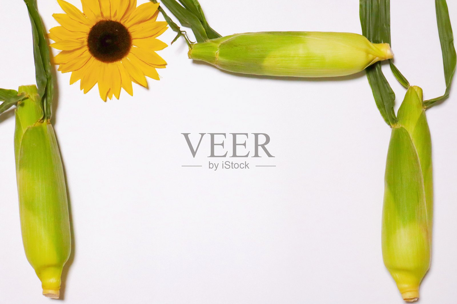 玉米照片摄影图片