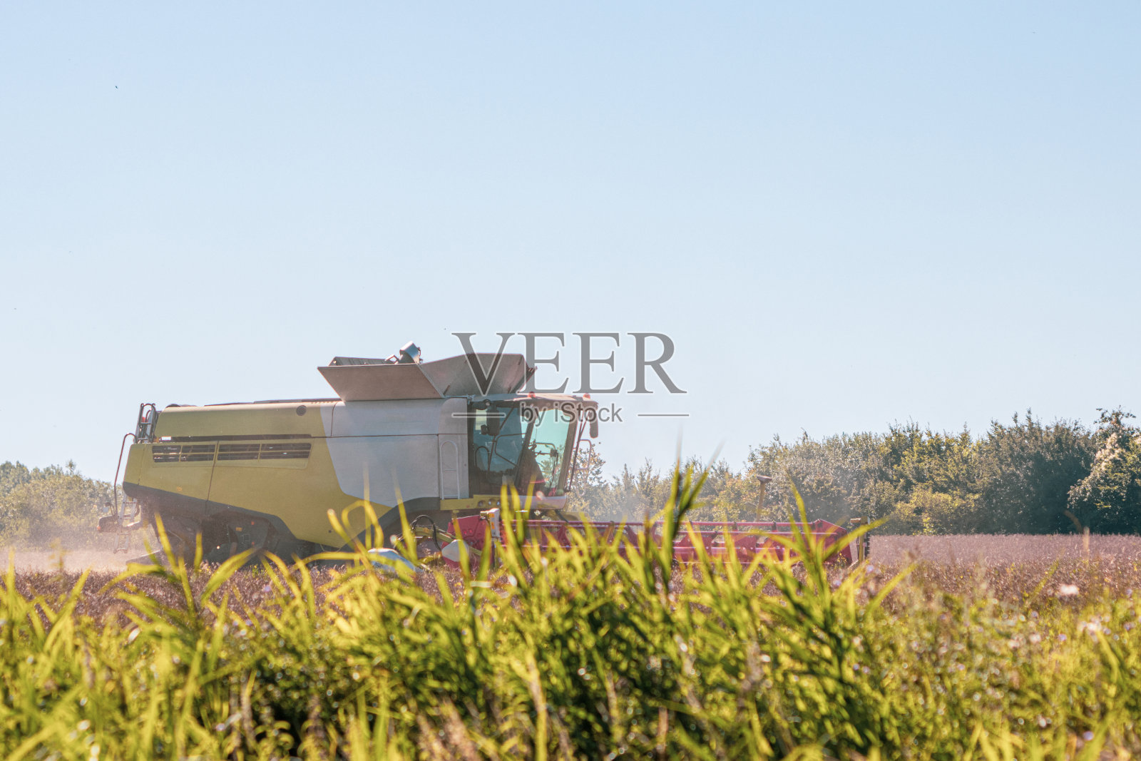 联合收割地里的油菜照片摄影图片